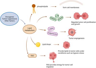 Lipid metabolism and tumor immunotherapy